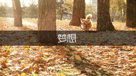 承载着新的梦想起航作文700字