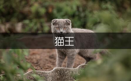 读后感猫王500字