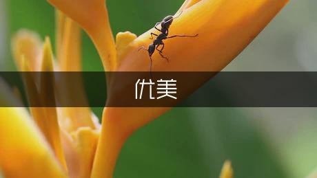 描写*训教官的优美段落