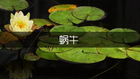 小蜗牛作文