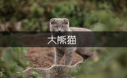 写作文可爱的大熊猫