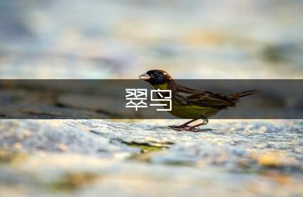 翠鸟说课稿范文