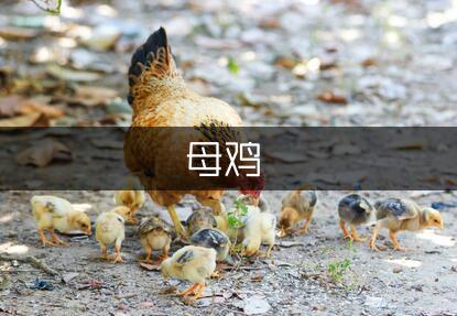 母鸡和小鸡托班教案