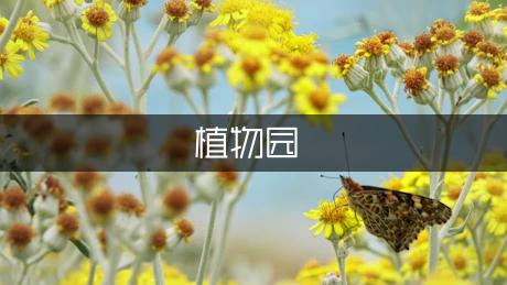 美丽的植物园作文650字