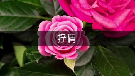 感恩老师抒情作文600字（优秀8篇）