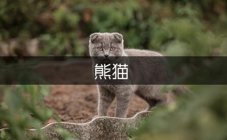 熊猫美美作文