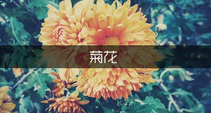 关于菊花的诗句谁有啊？