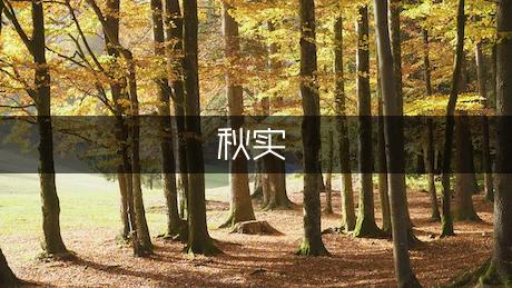 秋实我的梦作文