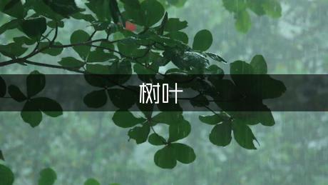 幼儿园大班音乐《小树叶》教案