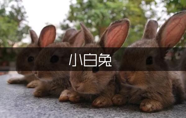 可爱的小白兔小学作文500字