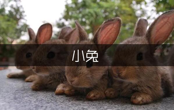 幼儿园小班教案《给小兔过生日》